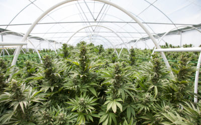 Selecting Sustainably Cultivated Cannabis